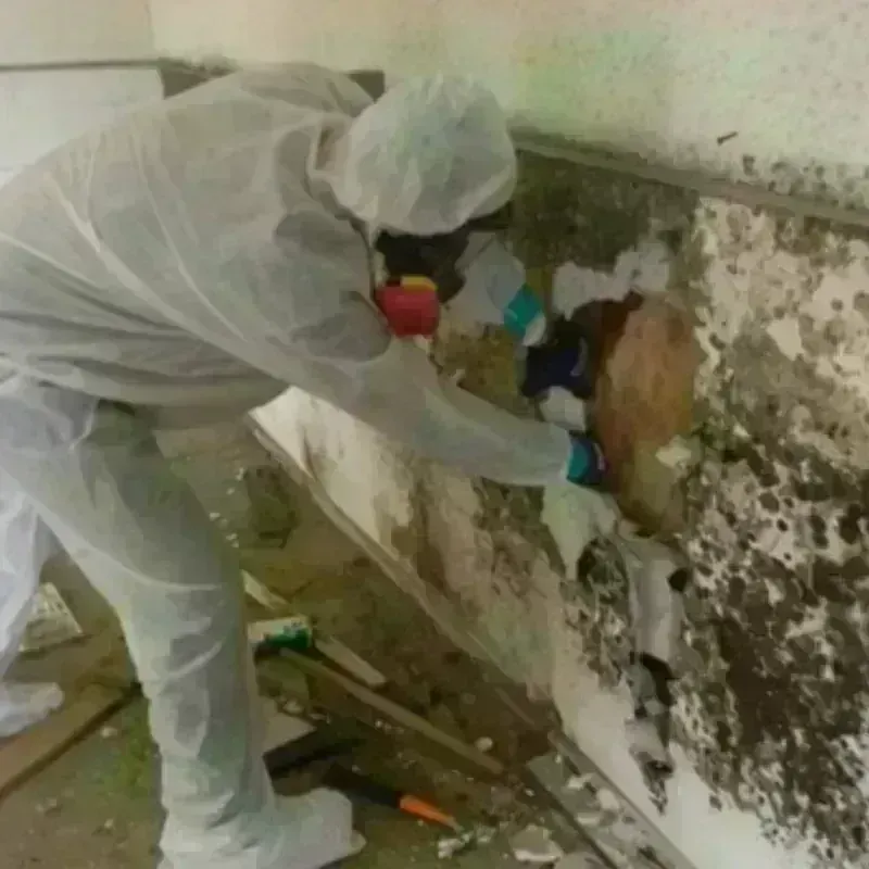 Mold Remediation and Removal in Manila, UT